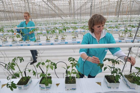 Teplichnoye factory farm in Sverdlovsk Region in operation