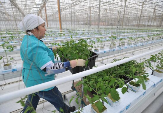 Teplichnoye factory farm in Sverdlovsk Region in operation