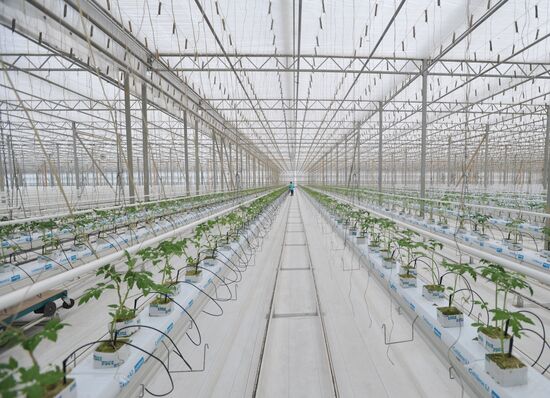 Teplichnoye factory farm in Sverdlovsk Region in operation