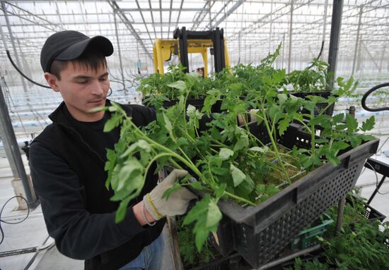 Teplichnoye factory farm in Sverdlovsk Region in operation