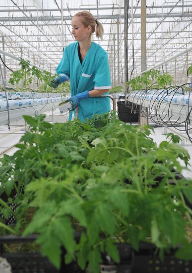 Teplichnoye factory farm in Sverdlovsk Region in operation