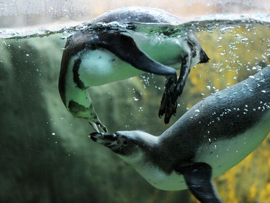 Moscow Zoo