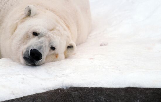 Moscow Zoo