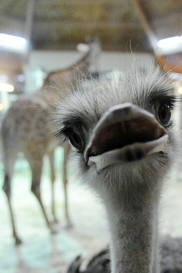 Moscow Zoo