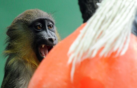 Moscow Zoo