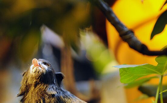 Moscow Zoo