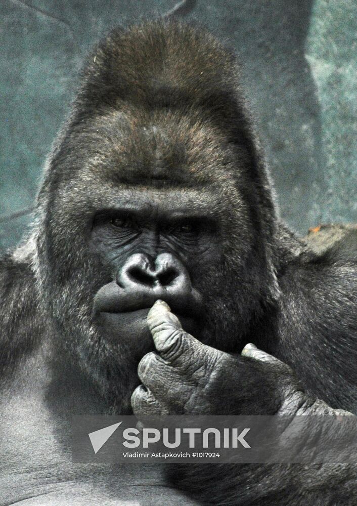 Moscow Zoo