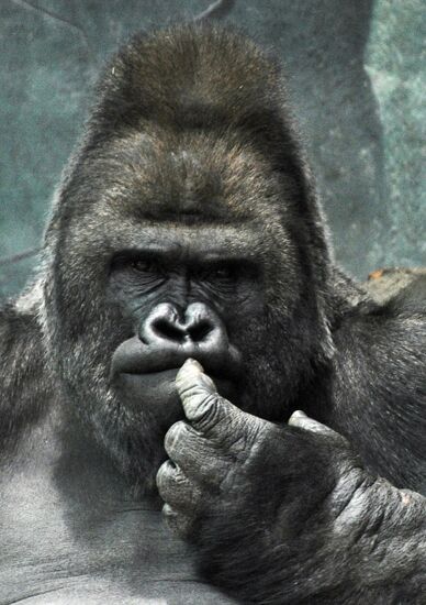 Moscow Zoo