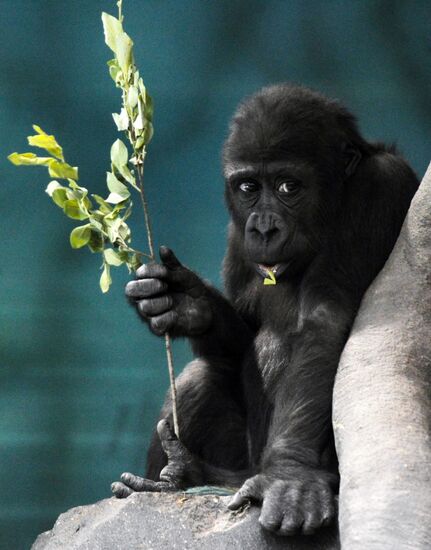 Moscow Zoo
