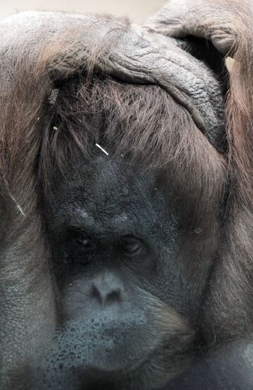 Moscow Zoo