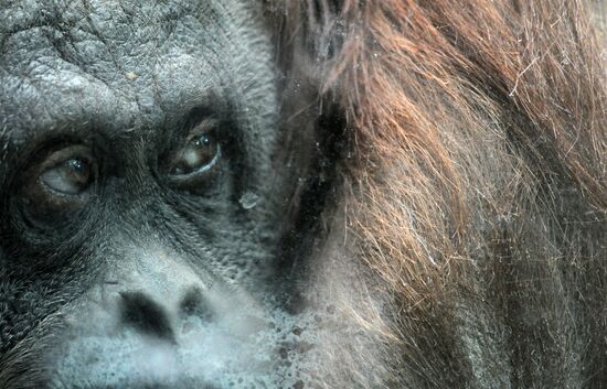 Moscow Zoo