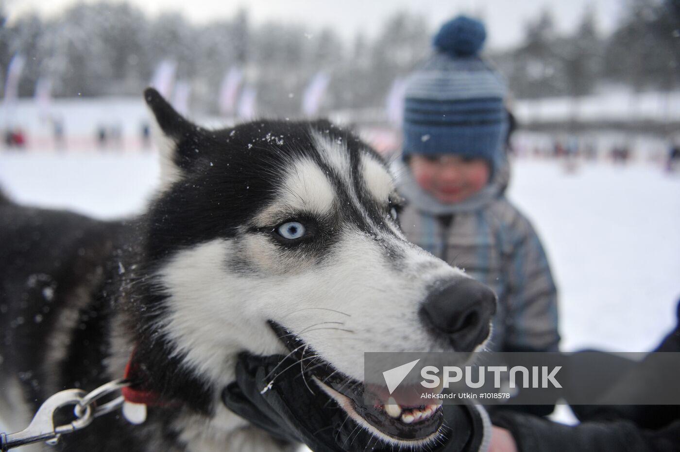 International sled dog race "On the Land of Sampo"