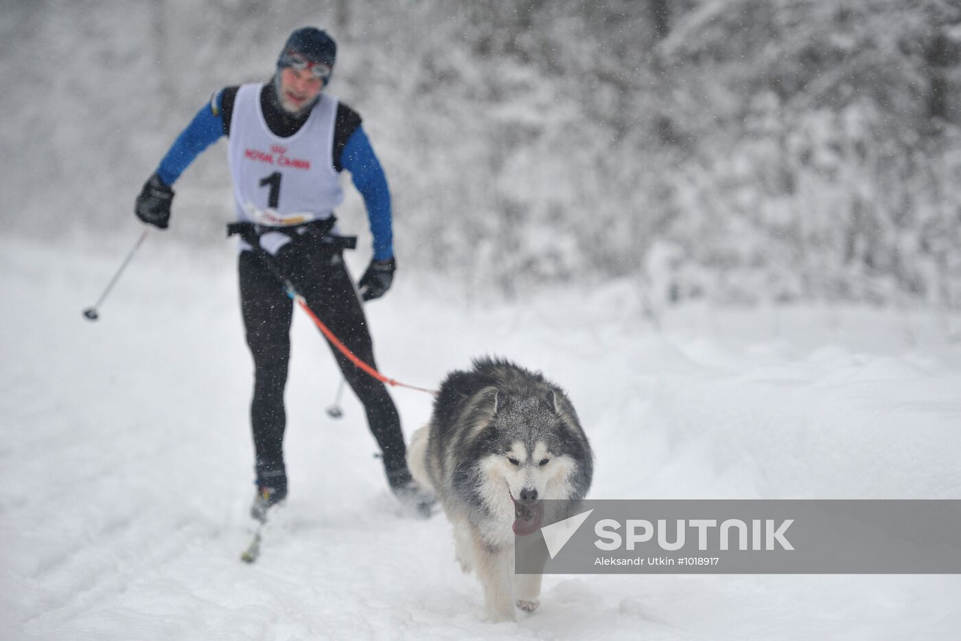International sled dog race "On the Land of Sampo"