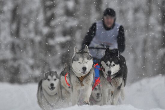 International sled dog race "On the land of Sampo"