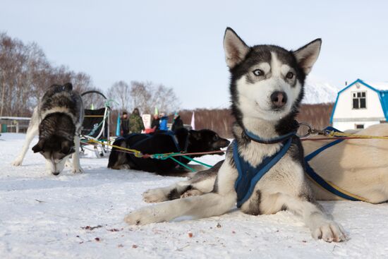 "Siberian Fang" nursery for Kamchatka sledge dogs