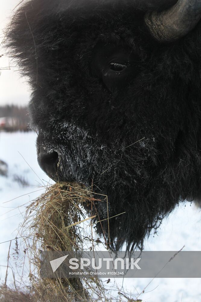 Bison farm in Novgorod Region