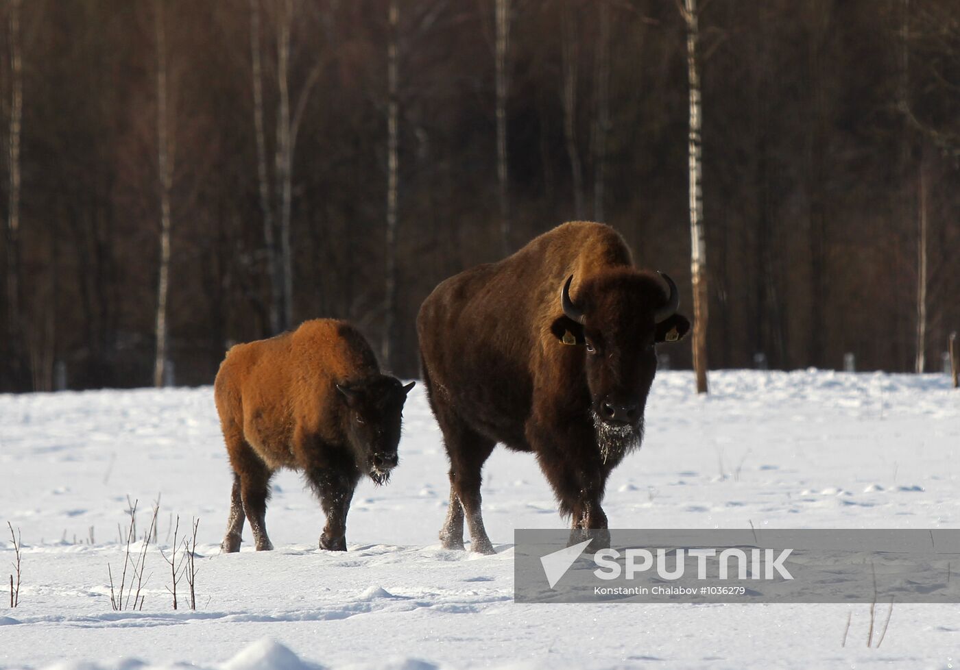 Bison farm in Novgorod Region