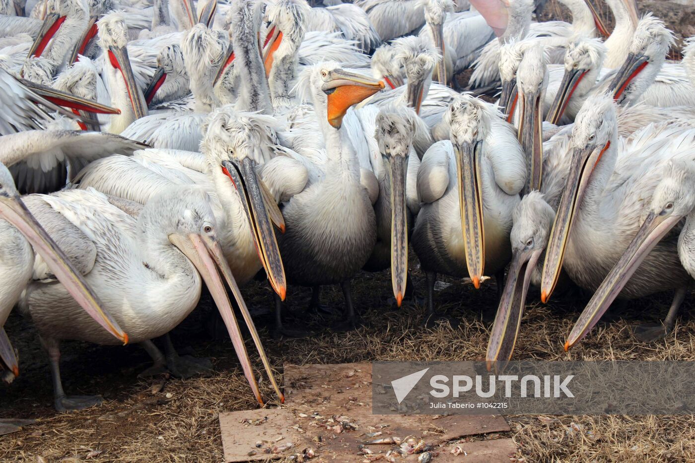 Wintering pelicans in port of Makhachkala
