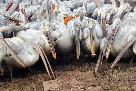Wintering pelicans in port of Makhachkala