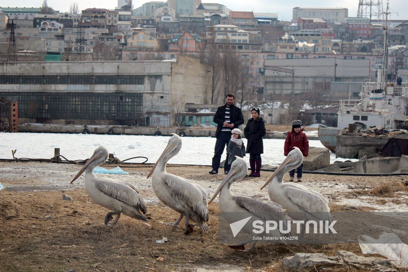 Wintering pelicans in port of Makhachkala