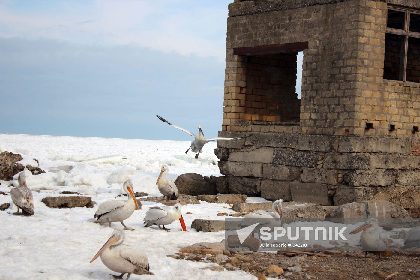 Wintering pelicans in port of Makhachkala