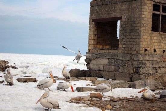 Wintering pelicans in port of Makhachkala