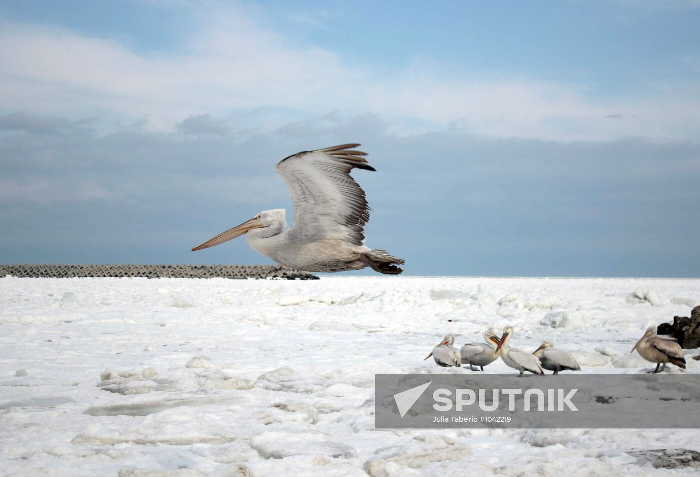 Wintering pelicans in port of Makhachkala
