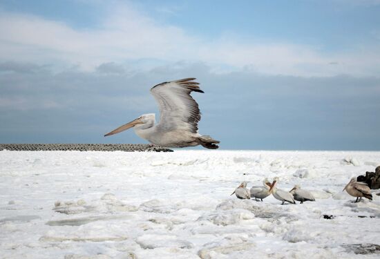 Wintering pelicans in port of Makhachkala