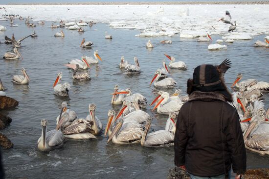 Wintering pelicans in port of Makhachkala