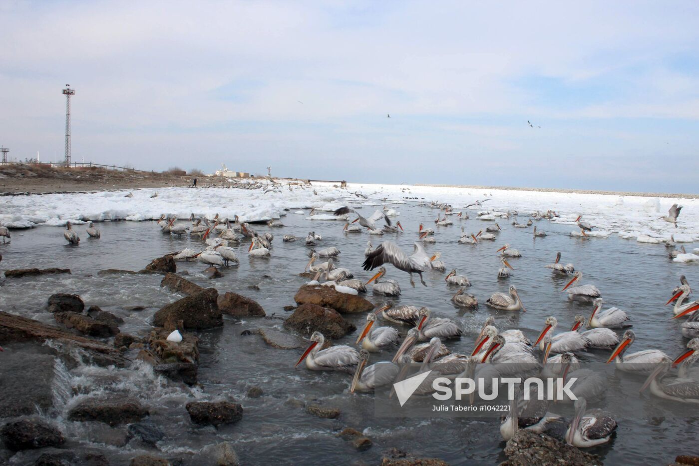 Wintering pelicans in port of Makhachkala