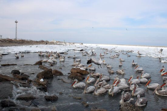 Wintering pelicans in port of Makhachkala