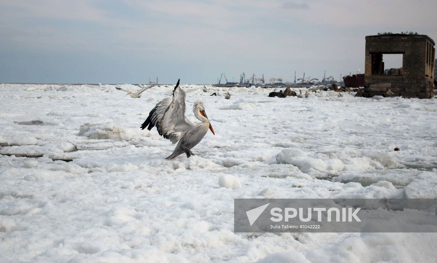 Wintering pelicans in port of Makhachkala