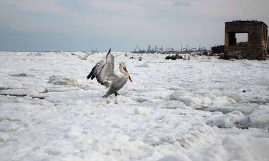 Wintering pelicans in port of Makhachkala