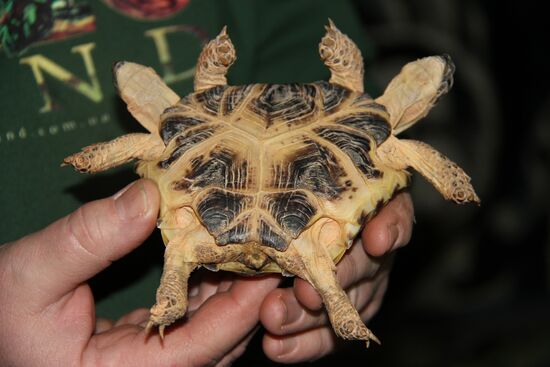 Two-headed turtle shown in the Natural History Museum in Kiev