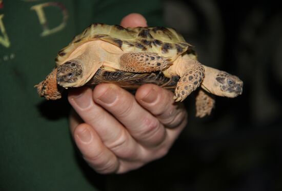 Two-headed turtle shown in the Natural History Museum in Kiev