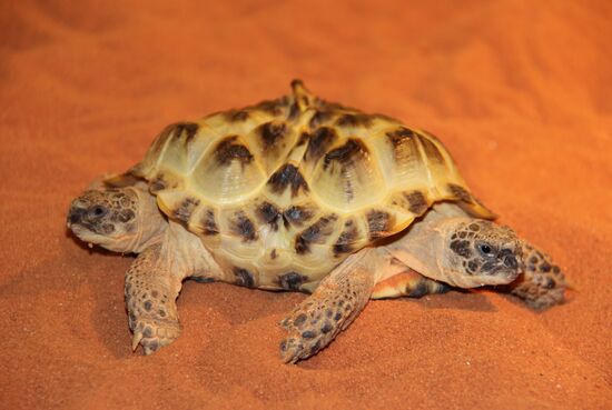 Two-headed turtle shown in the Natural History Museum in Kiev