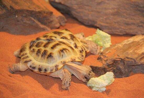 Two-headed turtle shown in the Natural History Museum in Kiev