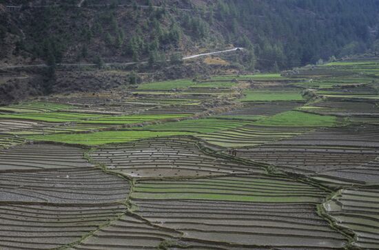 Fields in Kingdom of Bhutan