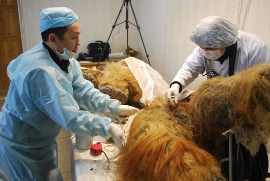 Paleontologists examine body of Yuka, a baby mammoth, in Yakutsk