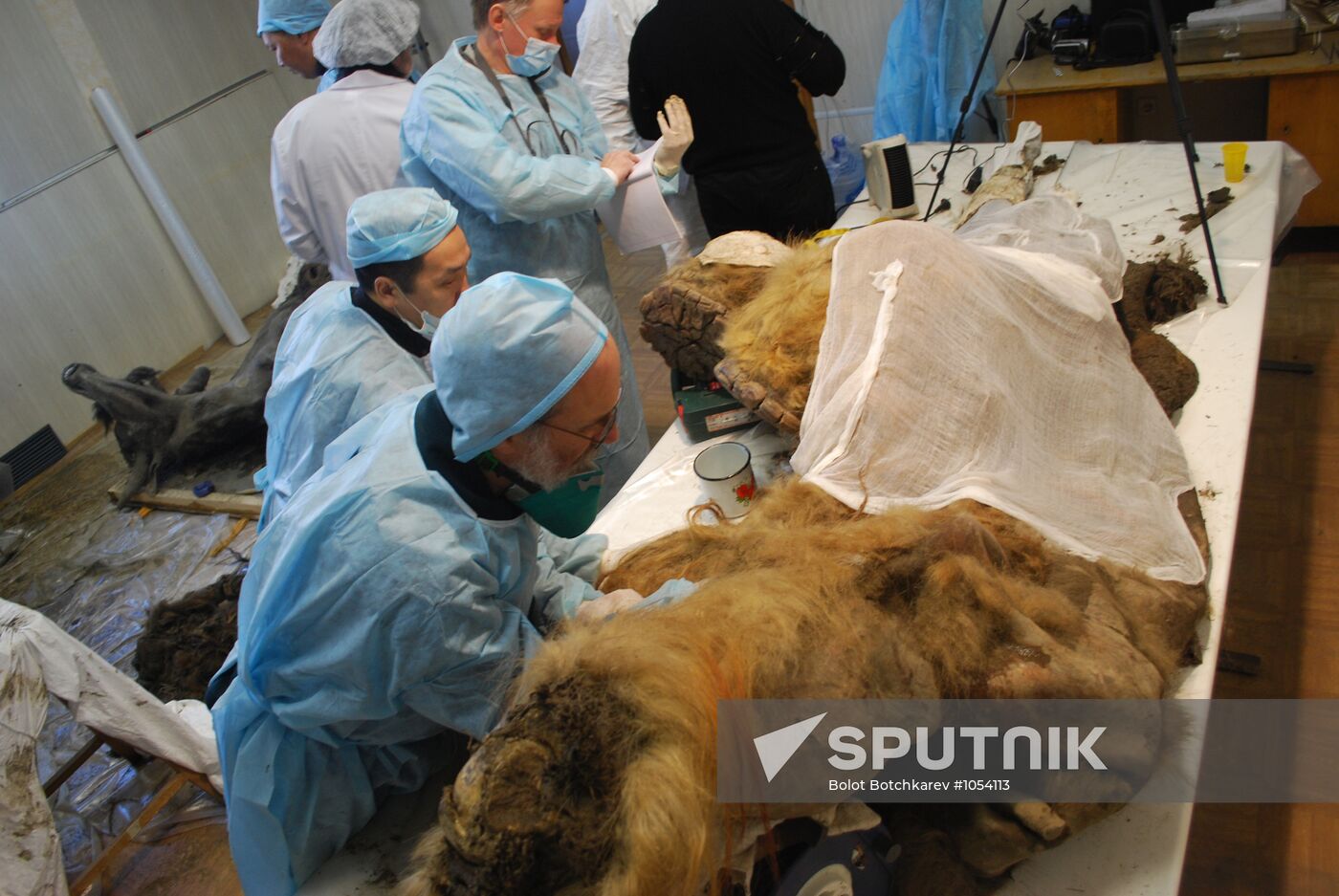 Paleontologists examine body of Yuka, a baby mammoth, in Yakutsk