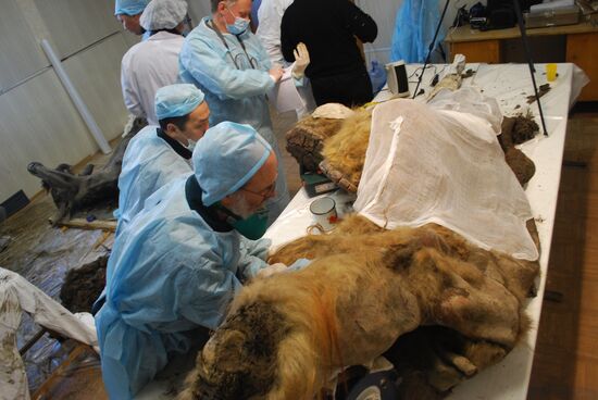 Paleontologists examine body of Yuka, a baby mammoth, in Yakutsk