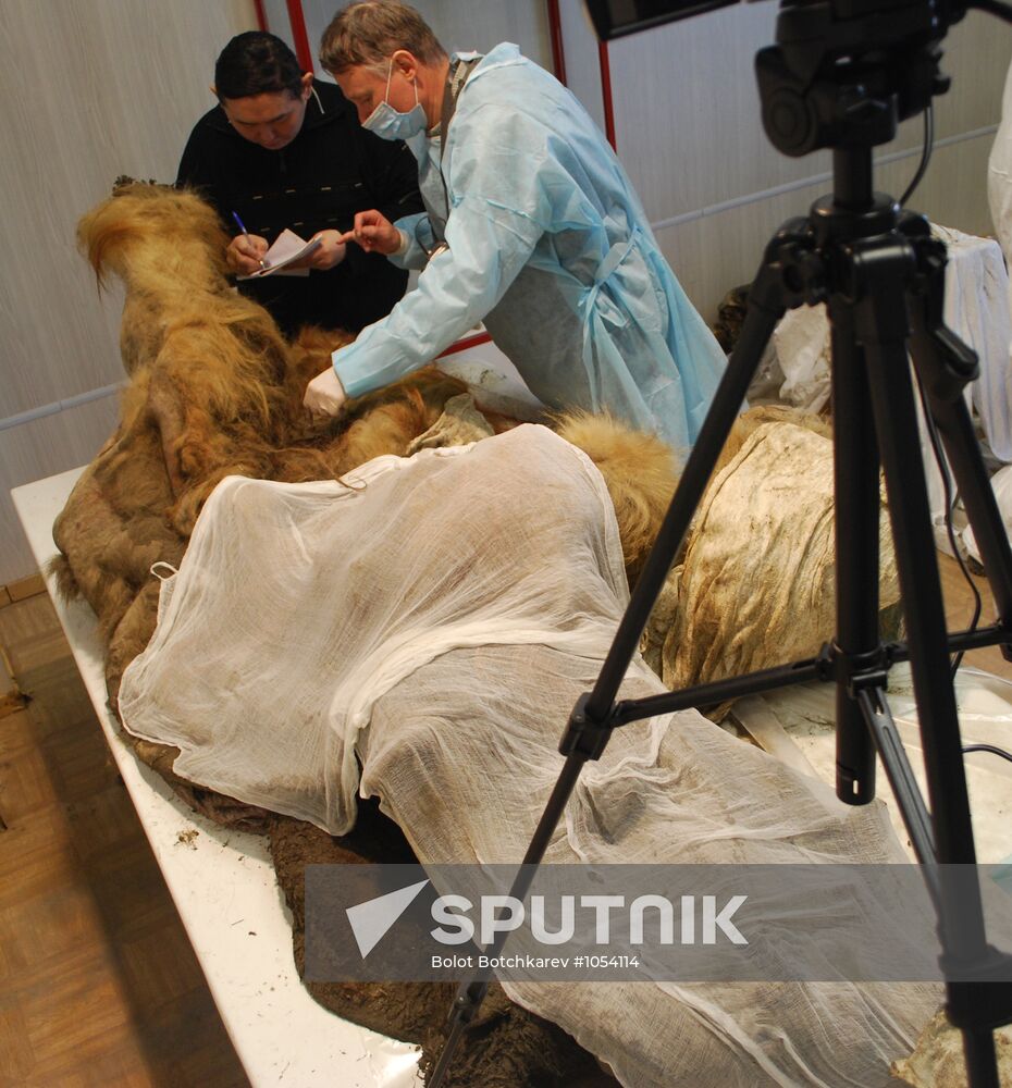 Paleontologists examine body of Yuka, a baby mammoth, in Yakutsk