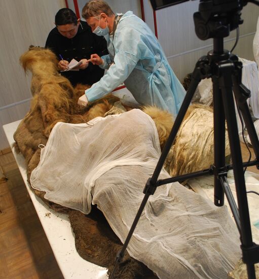 Paleontologists examine body of Yuka, a baby mammoth, in Yakutsk