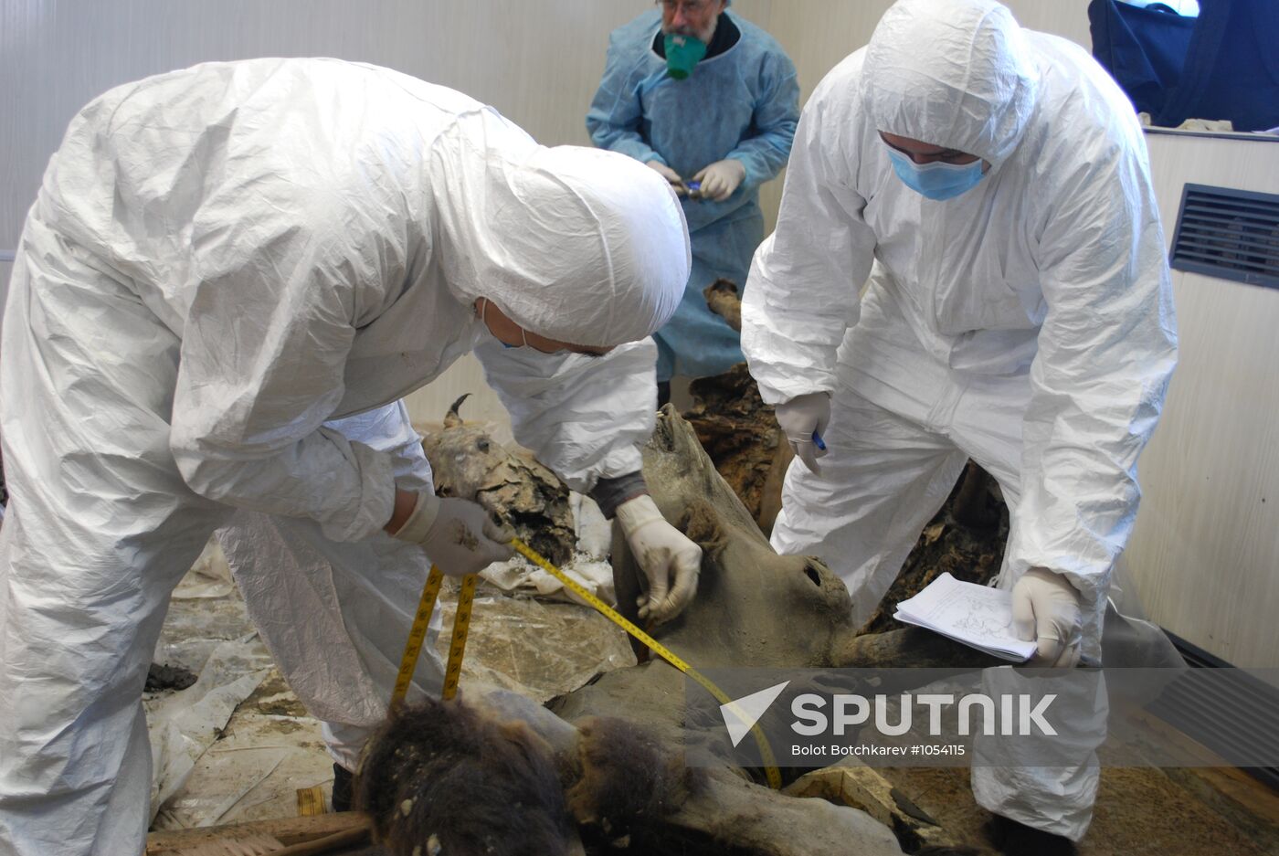 Paleontologists examine body of extinct bison in Yakutsk