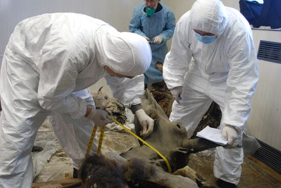 Paleontologists examine body of extinct bison in Yakutsk
