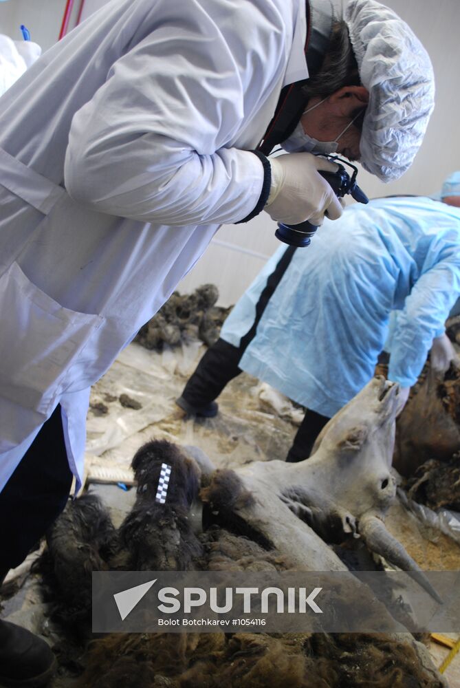 Paleontologists examine body of extinct bison in Yakutsk