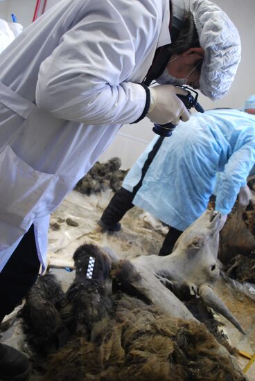 Paleontologists examine body of extinct bison in Yakutsk