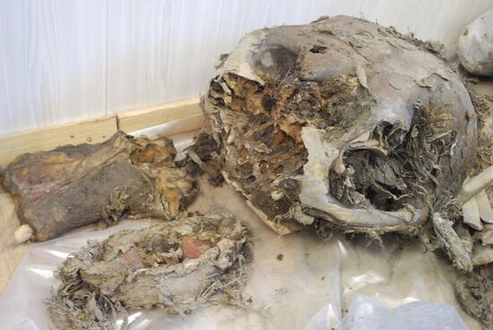 Paleontologists examine body of Yuka, a baby mammoth, in Yakutsk