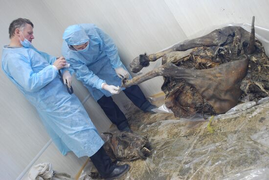 Paleontologists examine body of prehistoric horse in Yakutsk