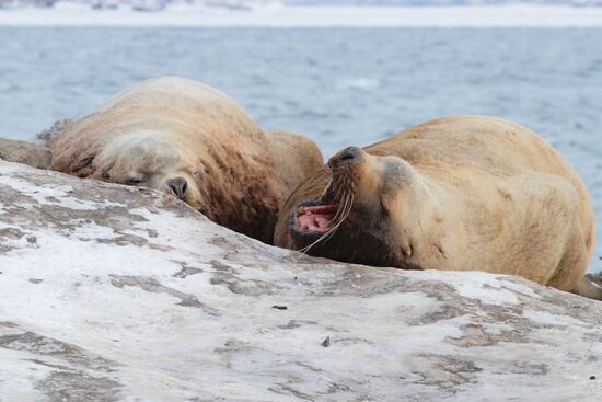 Northern sea lion rookery in Petrovaplovsk-Kamchatsky